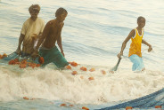 Painting by Judith Jarvis Bringing in the nets